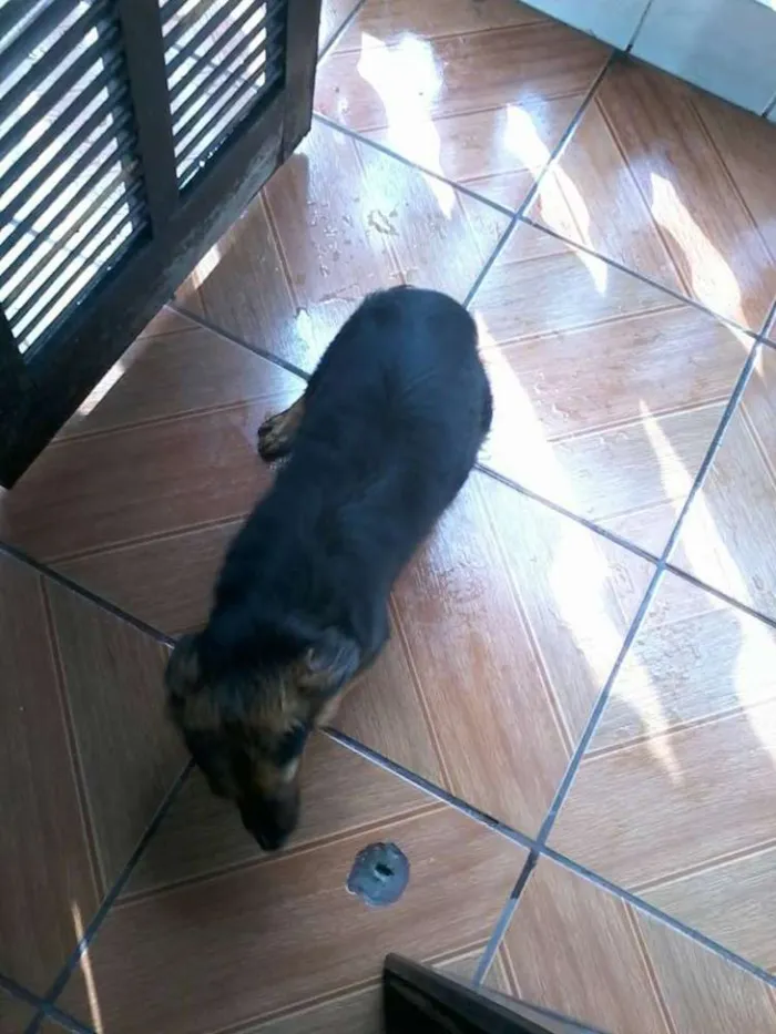 Cachorro ra a  idade 7 a 11 meses nome Amora