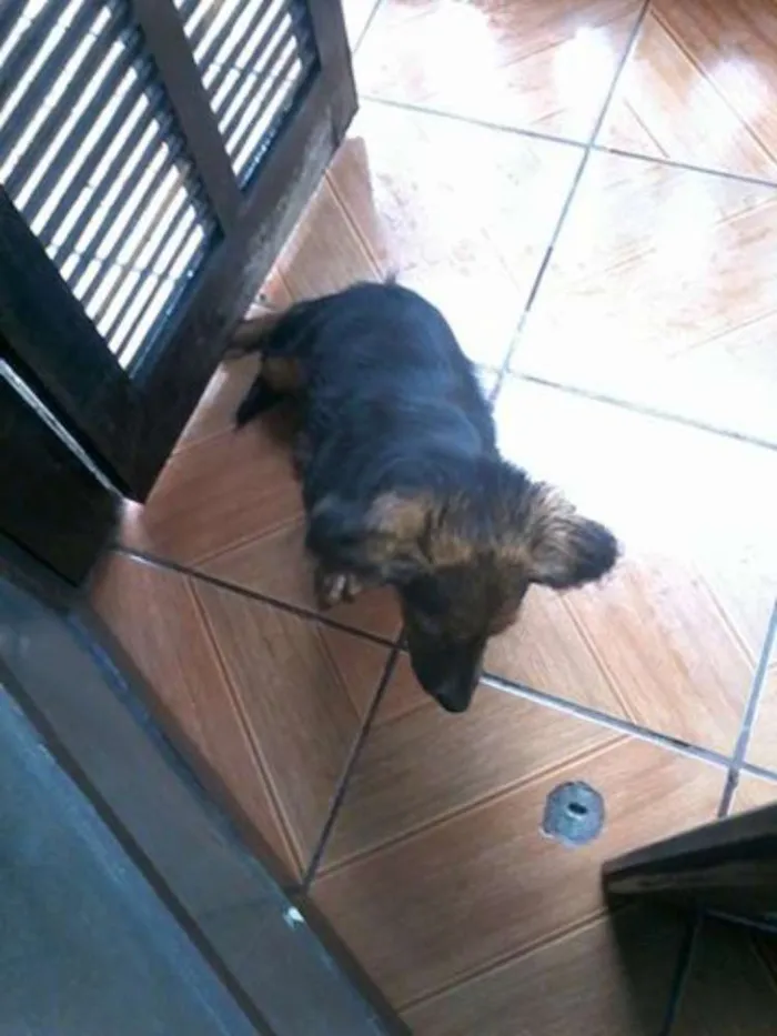 Cachorro ra a  idade 7 a 11 meses nome Amora