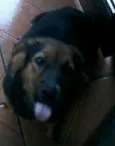Amora