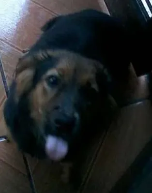 Cachorro ra a  idade 7 a 11 meses nome Amora
