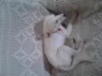 snop