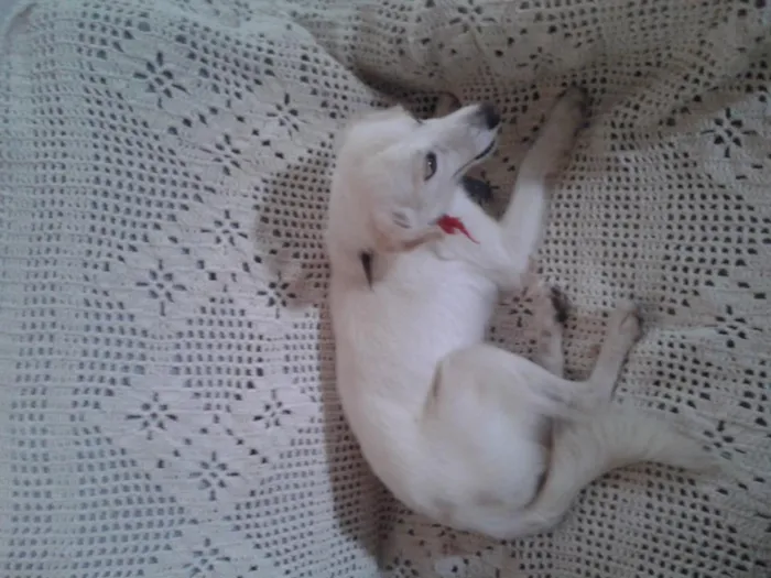 Cachorro ra a indefinida idade 3 anos nome snop