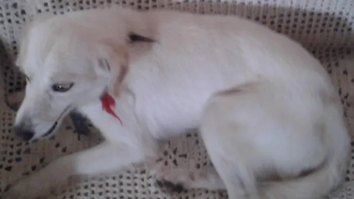 Cachorro ra a indefinida idade 3 anos nome snop