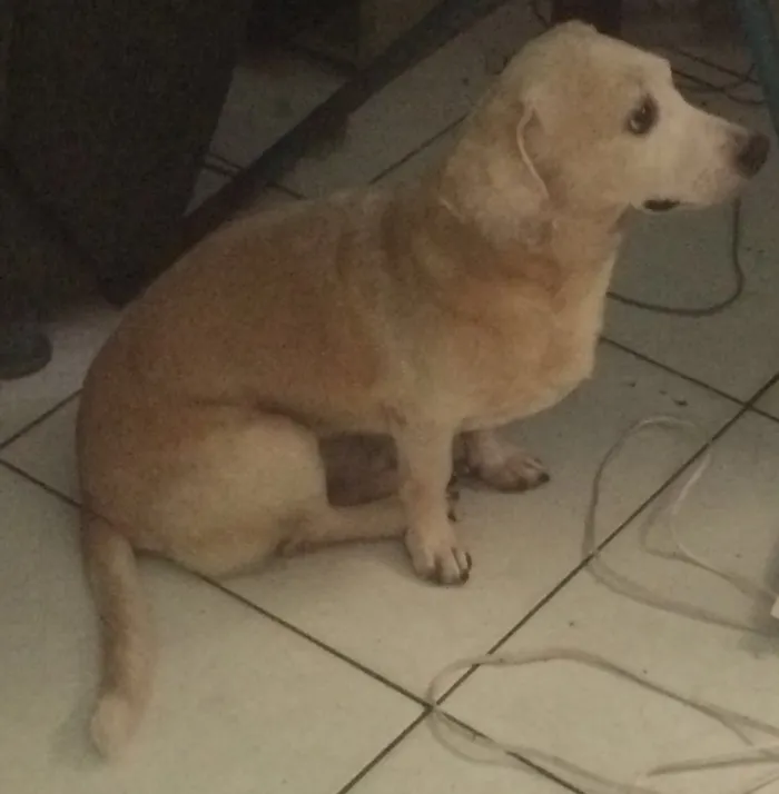 Cachorro ra a Vira lata idade 6 ou mais anos nome Baixinho