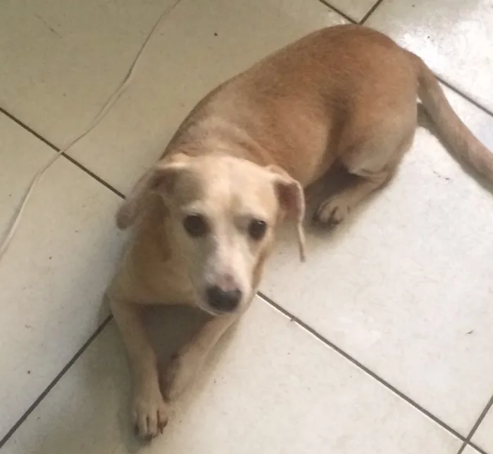 Cachorro ra a Vira lata idade 6 ou mais anos nome Baixinho