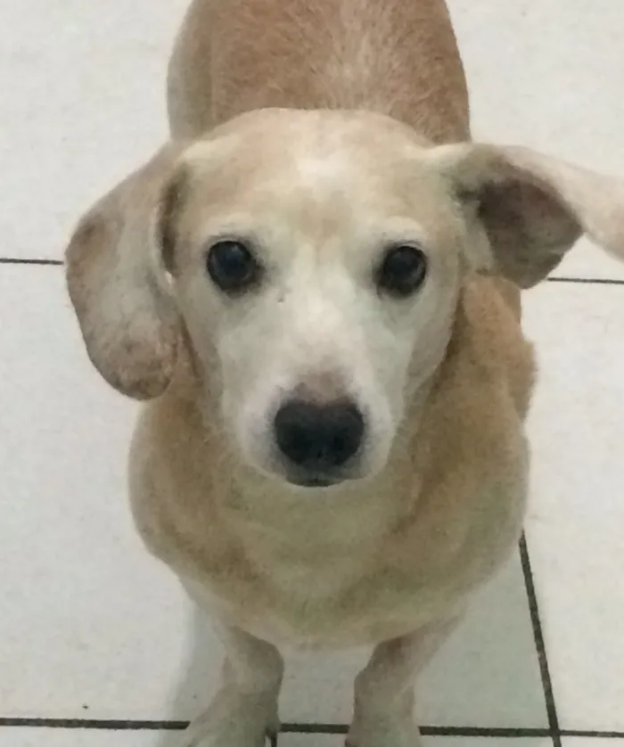 Cachorro ra a Vira lata idade 6 ou mais anos nome Baixinho