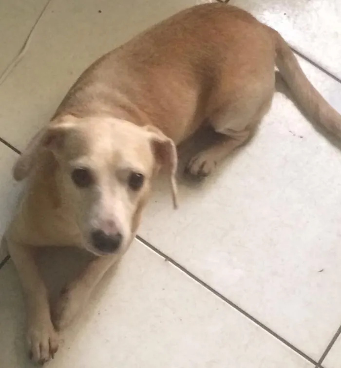 Cachorro ra a Vira lata idade 6 ou mais anos nome Baixinho