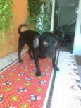 FIORELA