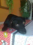 FIORELA