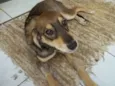 Nina