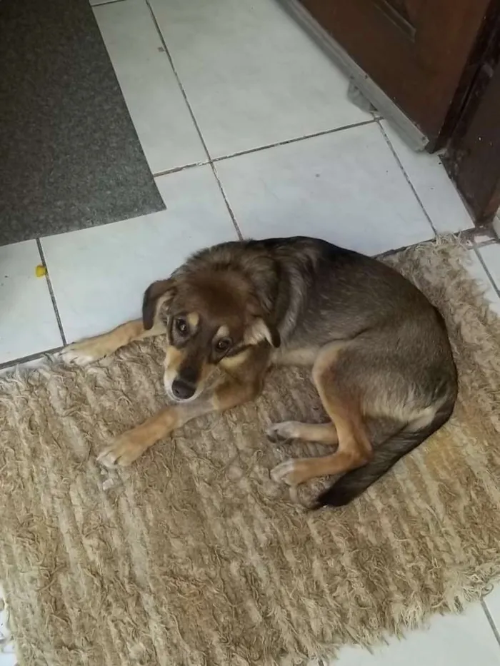 Cachorro ra a RND idade 2 a 6 meses nome Nina