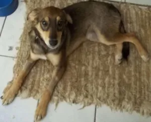 Cachorro raça RND idade 2 a 6 meses nome Nina