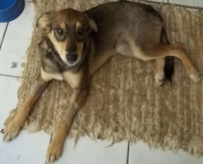 Cachorro ra a RND idade 2 a 6 meses nome Nina