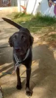 Cachorro raça Labrador idade 3 anos nome ralph