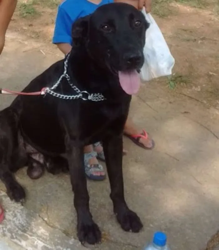 Cachorro raça Labrador idade 3 anos nome ralph