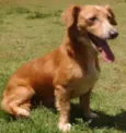 Toby