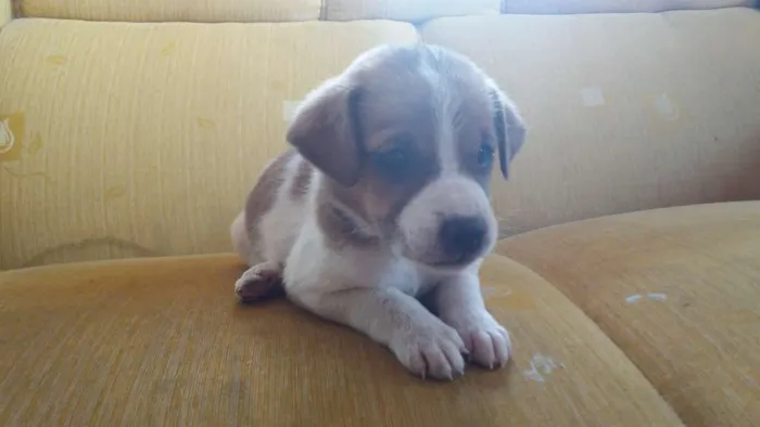 Cachorro ra a Misturado idade Abaixo de 2 meses nome Sem nome 