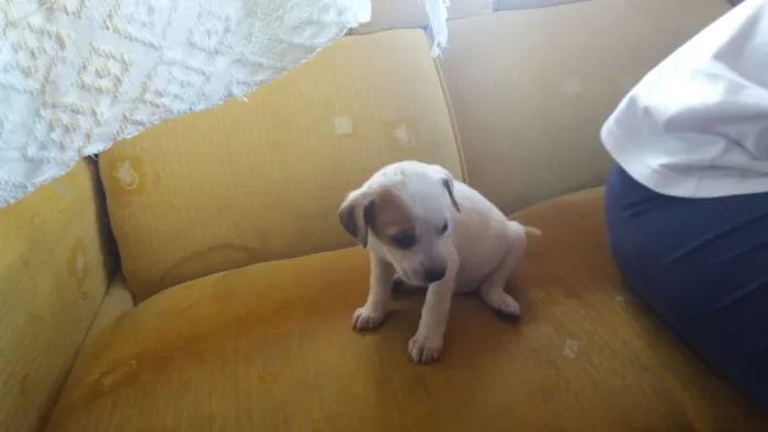 Cachorro ra a Misturado idade Abaixo de 2 meses nome Sem nome 