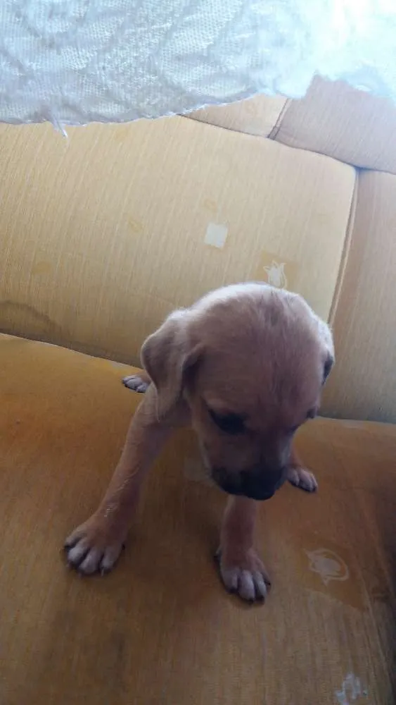 Cachorro ra a Misturado idade Abaixo de 2 meses nome Sem nome 