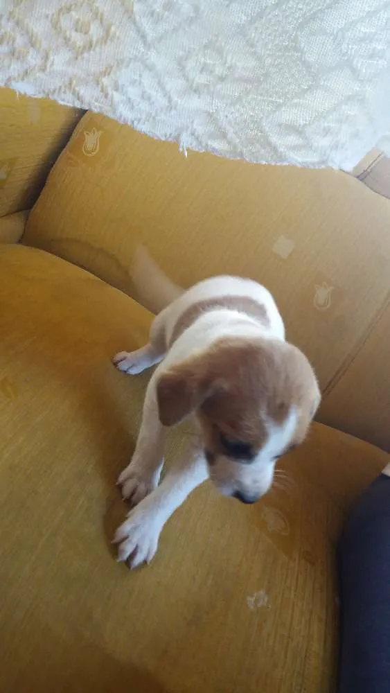Cachorro ra a Misturado idade Abaixo de 2 meses nome Sem nome 