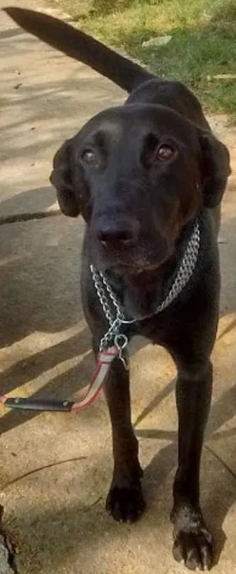 Cachorro raça Labrador idade 3 anos nome ralph