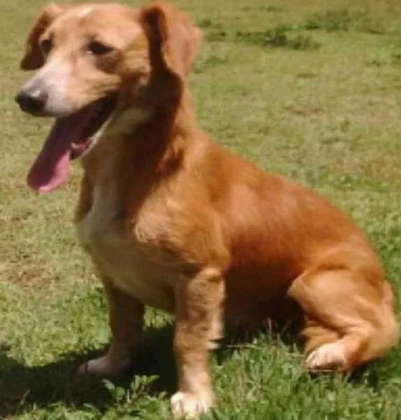 Cachorro ra a Vira Lata  idade 2 anos nome Toby