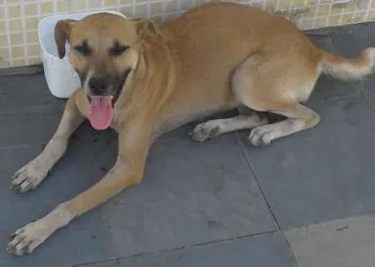 Cachorro raça Vira lata idade 2 anos nome Menina