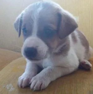 Cachorro raça Misturado idade Abaixo de 2 meses nome Sem nome 