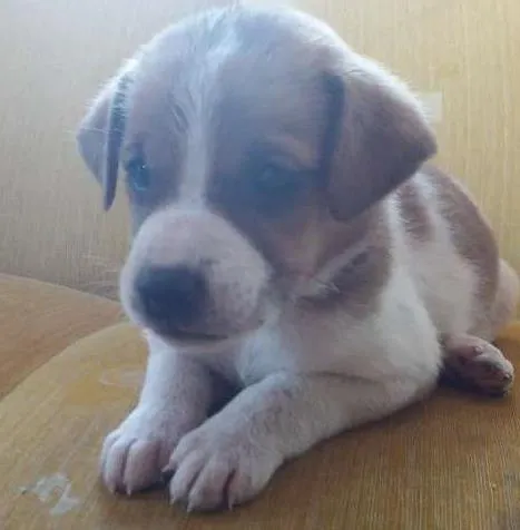 Cachorro ra a Misturado idade Abaixo de 2 meses nome Sem nome 