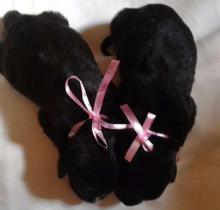 Cachorro raça vira lata idade Abaixo de 2 meses nome Sem nomes