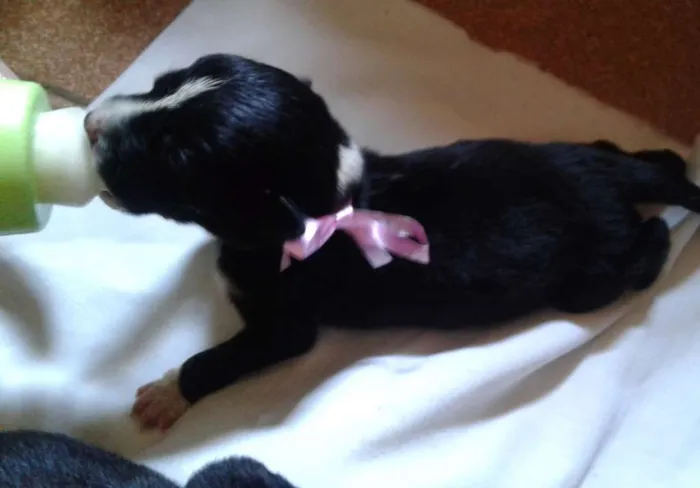 Cachorro raça vira lata idade Abaixo de 2 meses nome Sem nomes