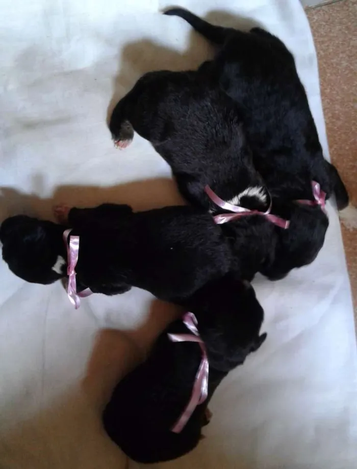 Cachorro raça vira lata idade Abaixo de 2 meses nome Sem nomes
