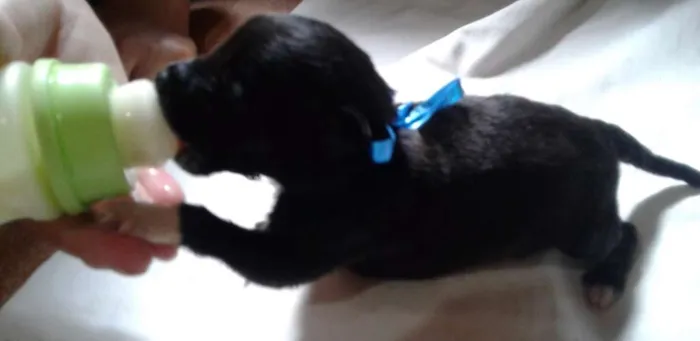 Cachorro raça vira lata idade Abaixo de 2 meses nome Sem nomes