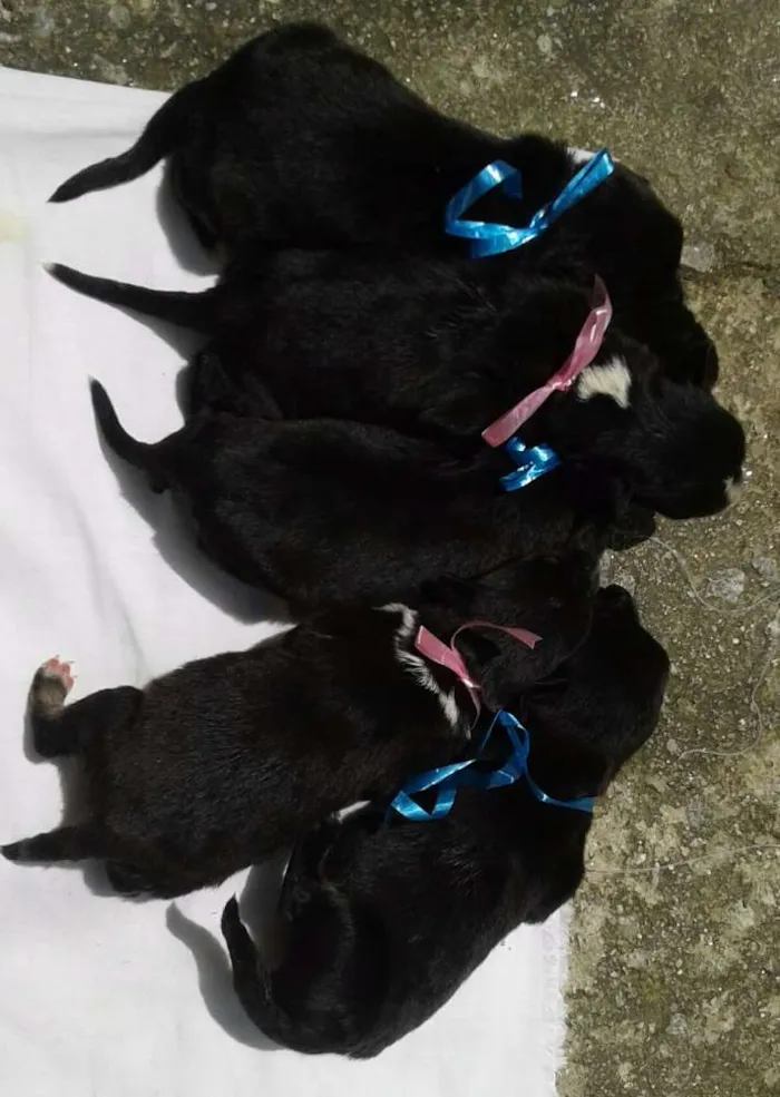 Cachorro raça vira lata idade Abaixo de 2 meses nome Sem nomes