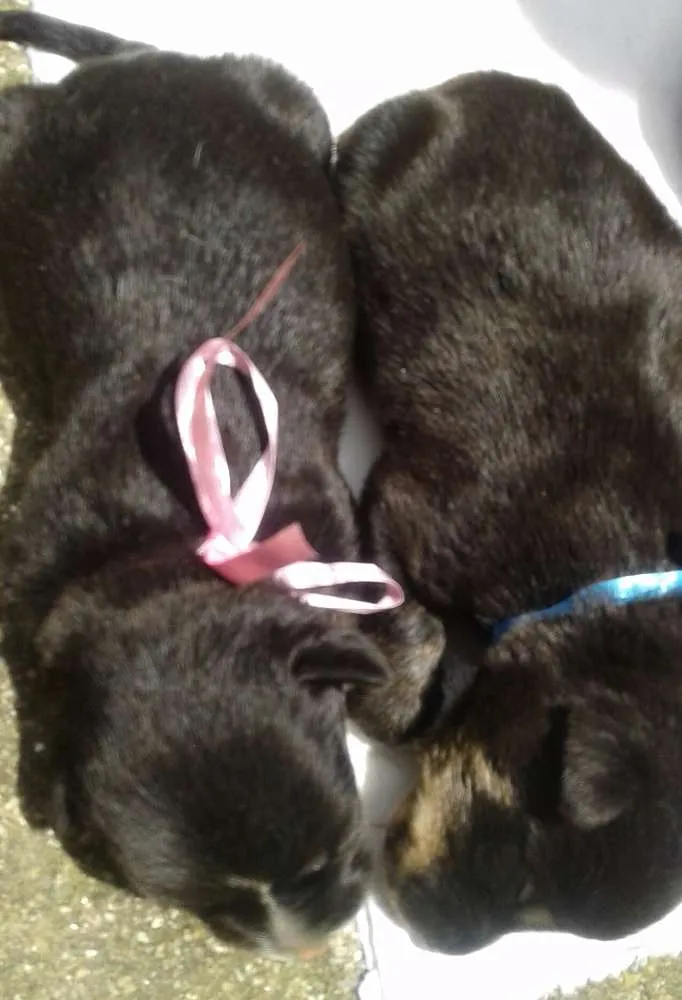 Cachorro raça vira lata idade Abaixo de 2 meses nome Sem nomes