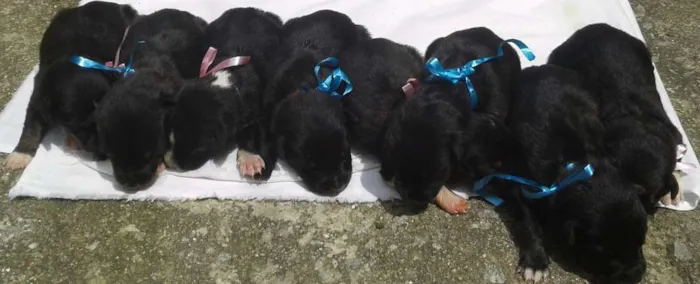 Cachorro raça vira lata idade Abaixo de 2 meses nome Sem nomes