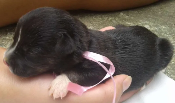 Cachorro raça vira lata idade Abaixo de 2 meses nome Sem nomes