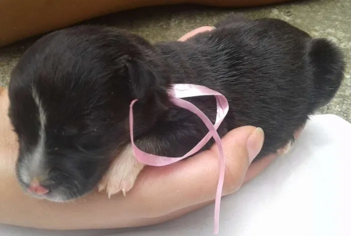 Cachorro raça vira lata idade Abaixo de 2 meses nome Sem nomes