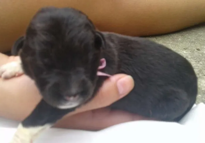 Cachorro raça vira lata idade Abaixo de 2 meses nome Sem nomes