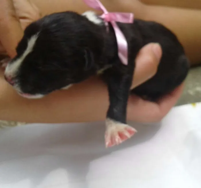 Cachorro raça vira lata idade Abaixo de 2 meses nome Sem nomes