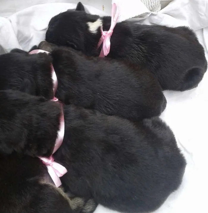 Cachorro raça vira lata idade Abaixo de 2 meses nome Sem nomes