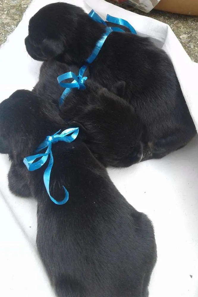 Cachorro raça vira lata idade Abaixo de 2 meses nome Sem nomes