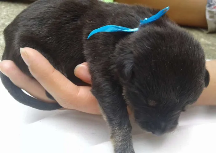 Cachorro raça vira lata idade Abaixo de 2 meses nome Sem nomes