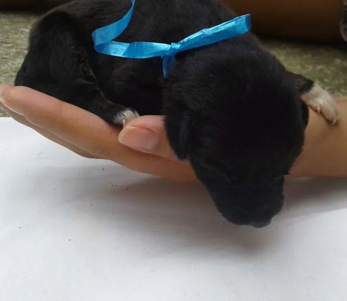 Cachorro raça vira lata idade Abaixo de 2 meses nome Sem nomes