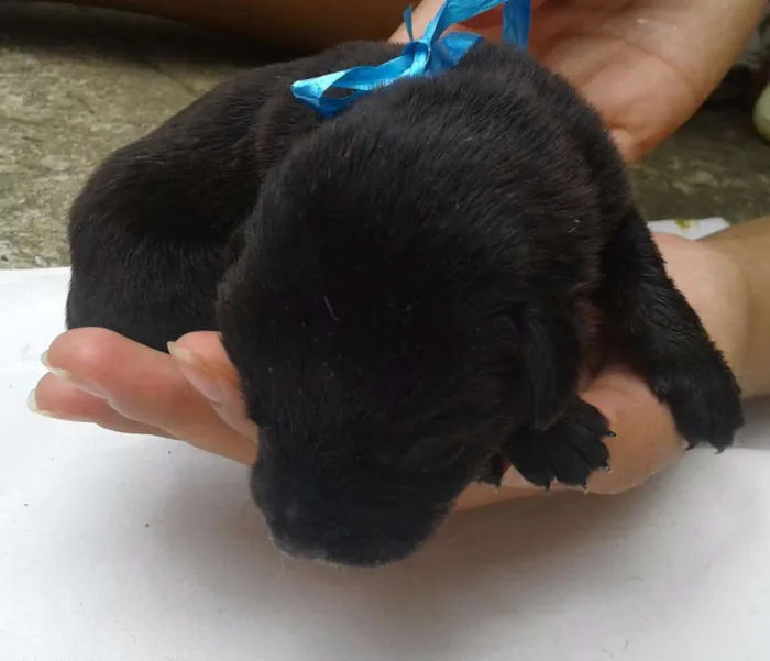 Cachorro raça vira lata idade Abaixo de 2 meses nome Sem nomes