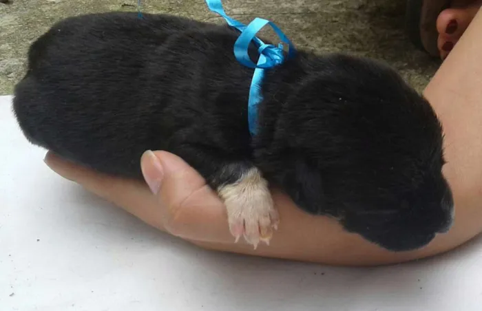 Cachorro raça vira lata idade Abaixo de 2 meses nome Sem nomes