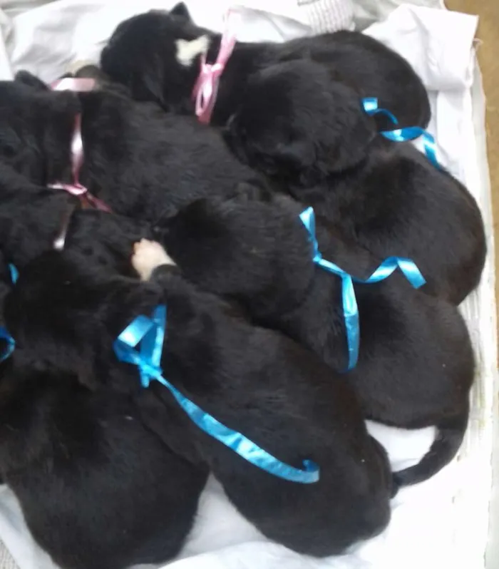 Cachorro raça vira lata idade Abaixo de 2 meses nome Sem nomes