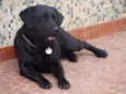 layo