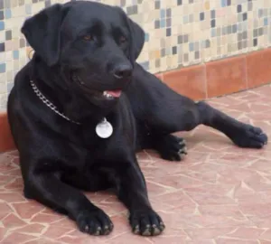 Cachorro raça Labrador idade 4 anos nome layo