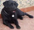 layo